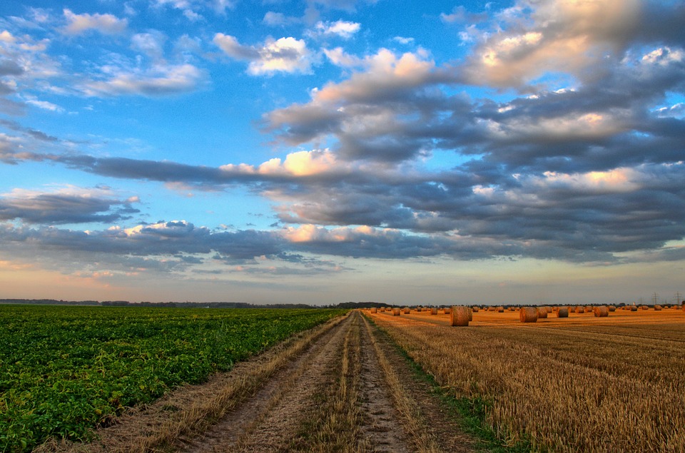 Orientamento terza media: Istituto Tecnico Agraria, Agroalimentare e Agroindustria