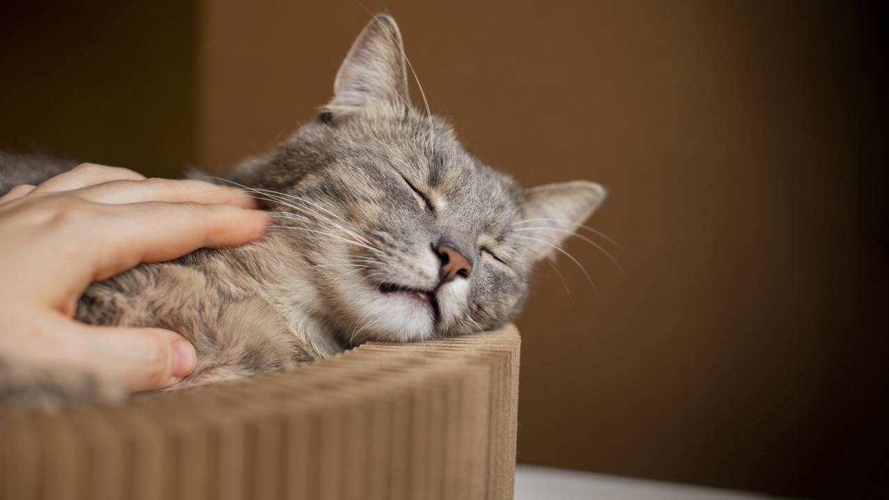 Giornata Nazionale del Gatto, ecco perché si celebra il 17 febbraio